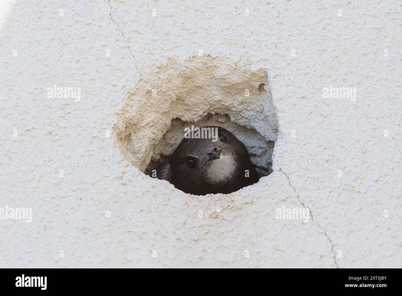 Un uccello rapido guarda con cautela da un piccolo buco irregolare in una parete bianca testurizzata, mescolando la natura con gli ambienti urbani. Foto Stock
