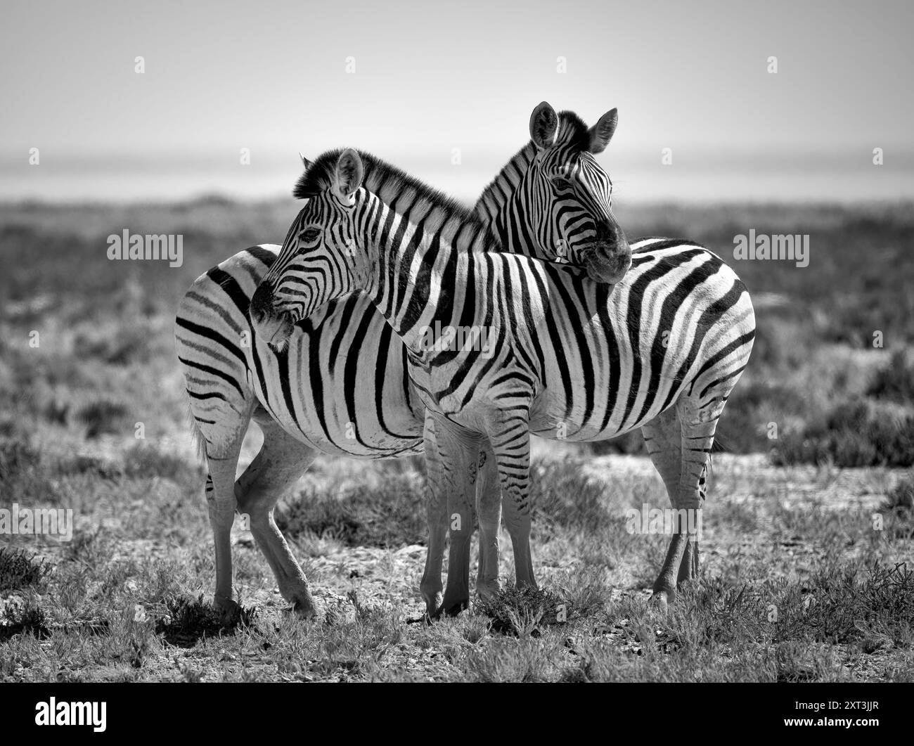 Un'immagine in bianco e nero che cattura due zebre che abbracciano la natura selvaggia della Namibia, in Africa, con un vasto paesaggio sullo sfondo. Foto Stock