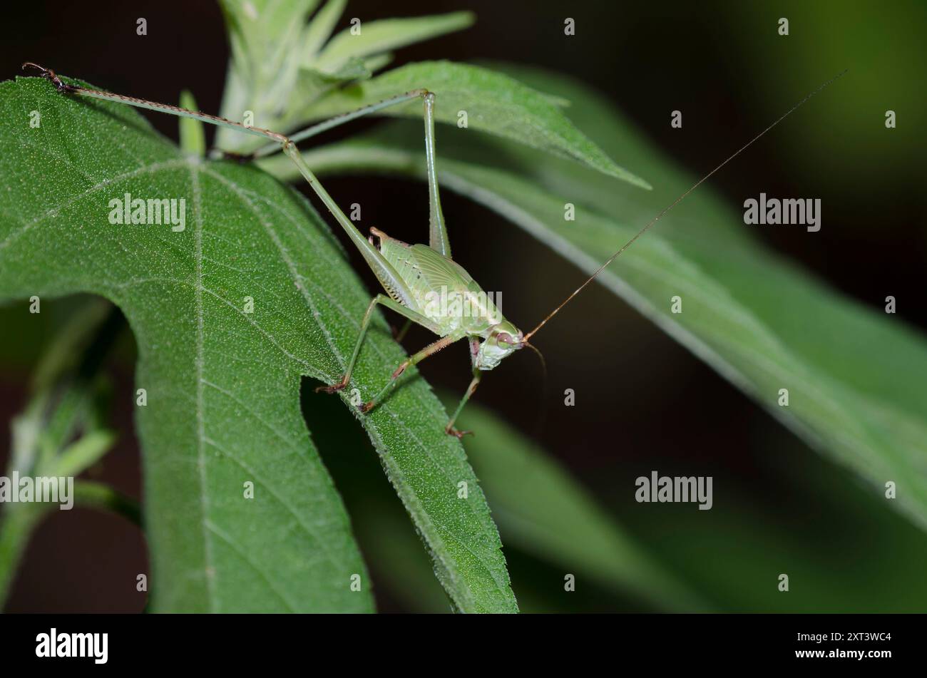 Bush Katydid, Scudderia furcata, ninfa maschile Foto Stock