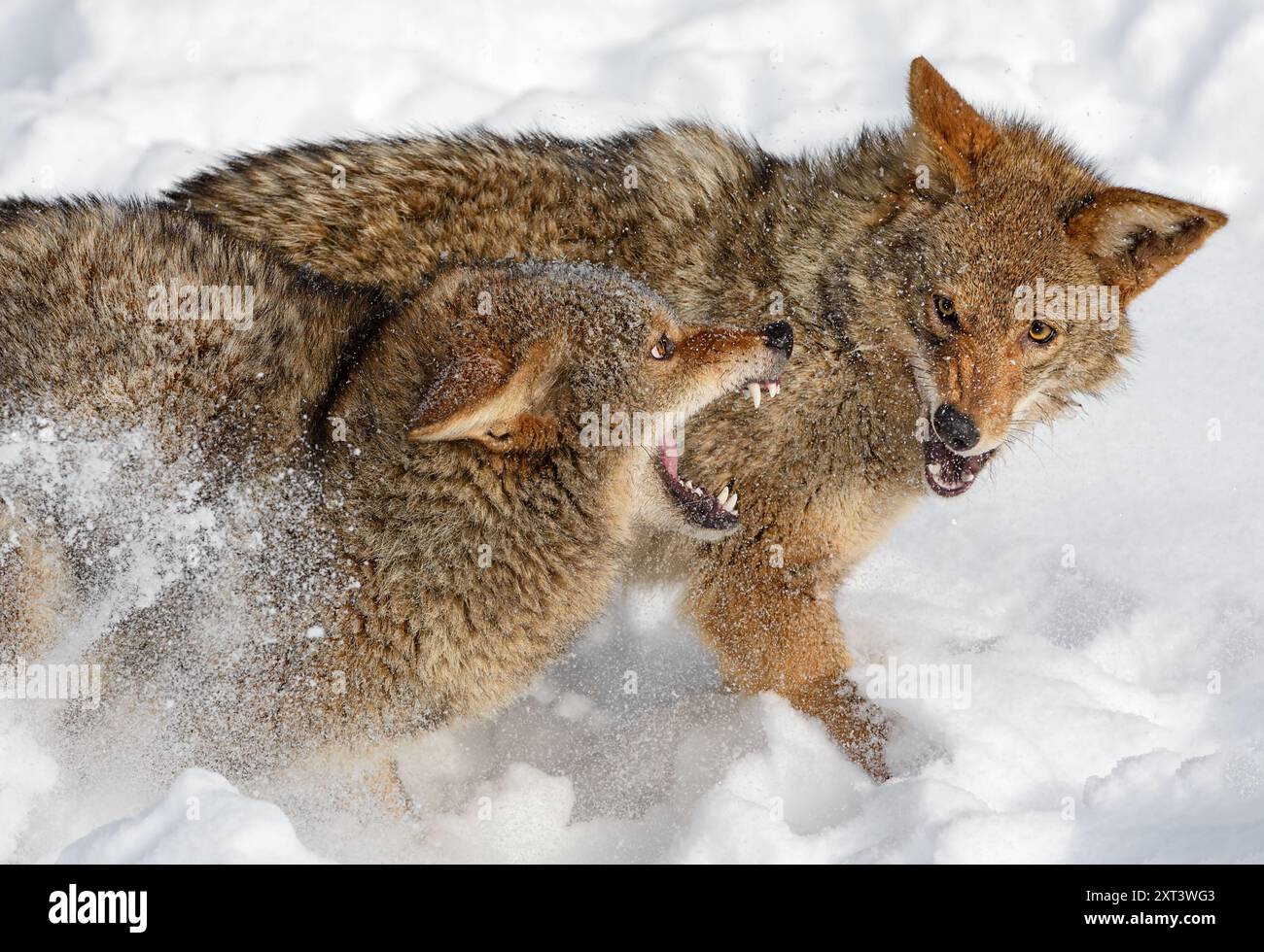 I coyote (Canis latrans) si schizzano l'un l'altro Inverno - animali in cattività Foto Stock