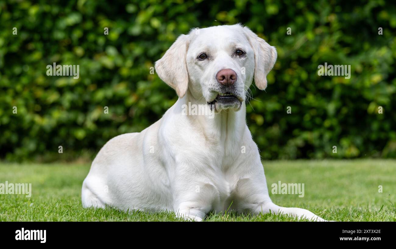 Un Labrador bianco giace nell'erba Foto Stock