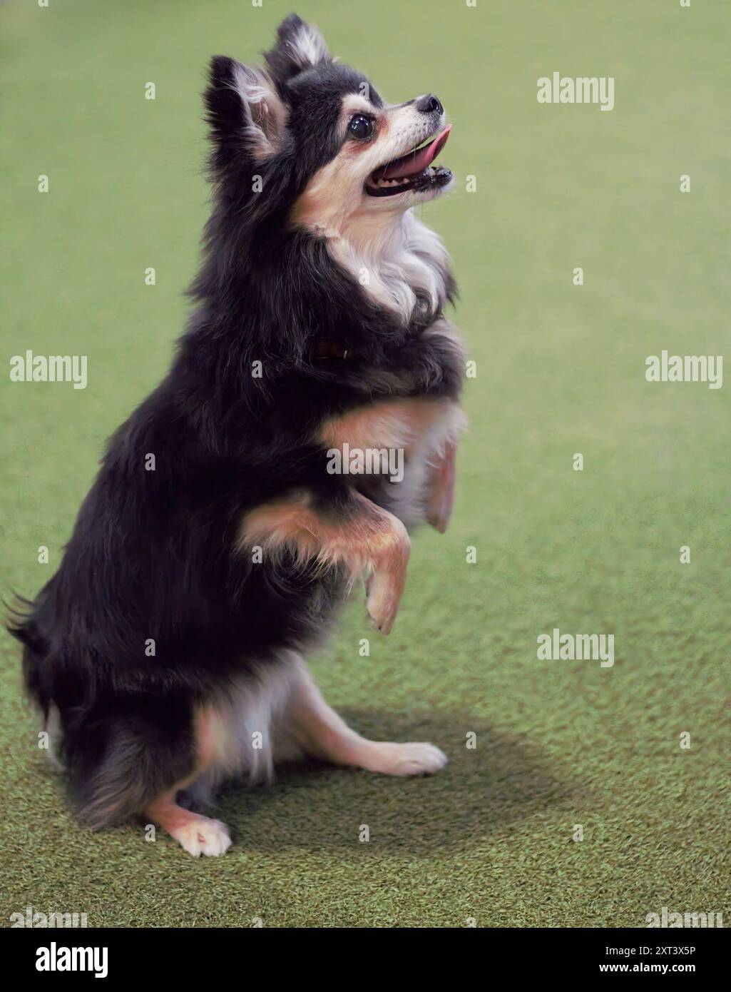 Adulto, femmina, nero, bianco e marrone, cane Chihuahua, in piedi sulle gambe posteriori con le zampe anteriori piegate davanti a lei, implorando un regalo, sembrando felice. Foto Stock