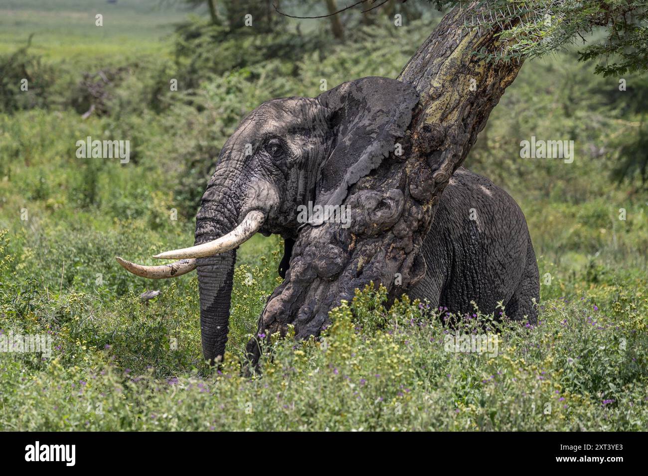 Lone Bull Elephants Rubbing on Fever Tree, cratere di Ngorongoro, Tanzania Foto Stock