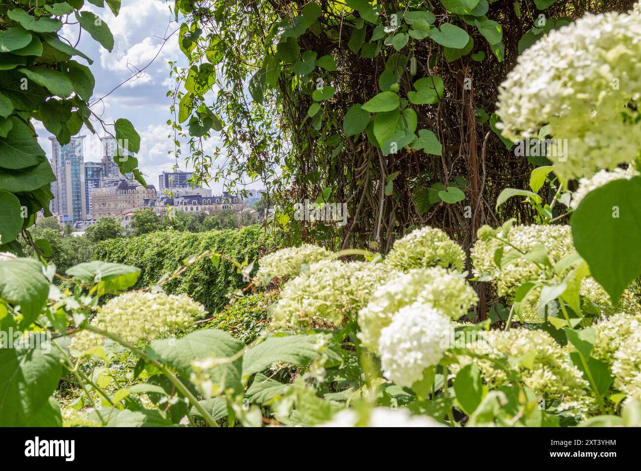 Vista degli edifici residenziali dal parco cittadino. Ortensie in primo piano. Foto Stock