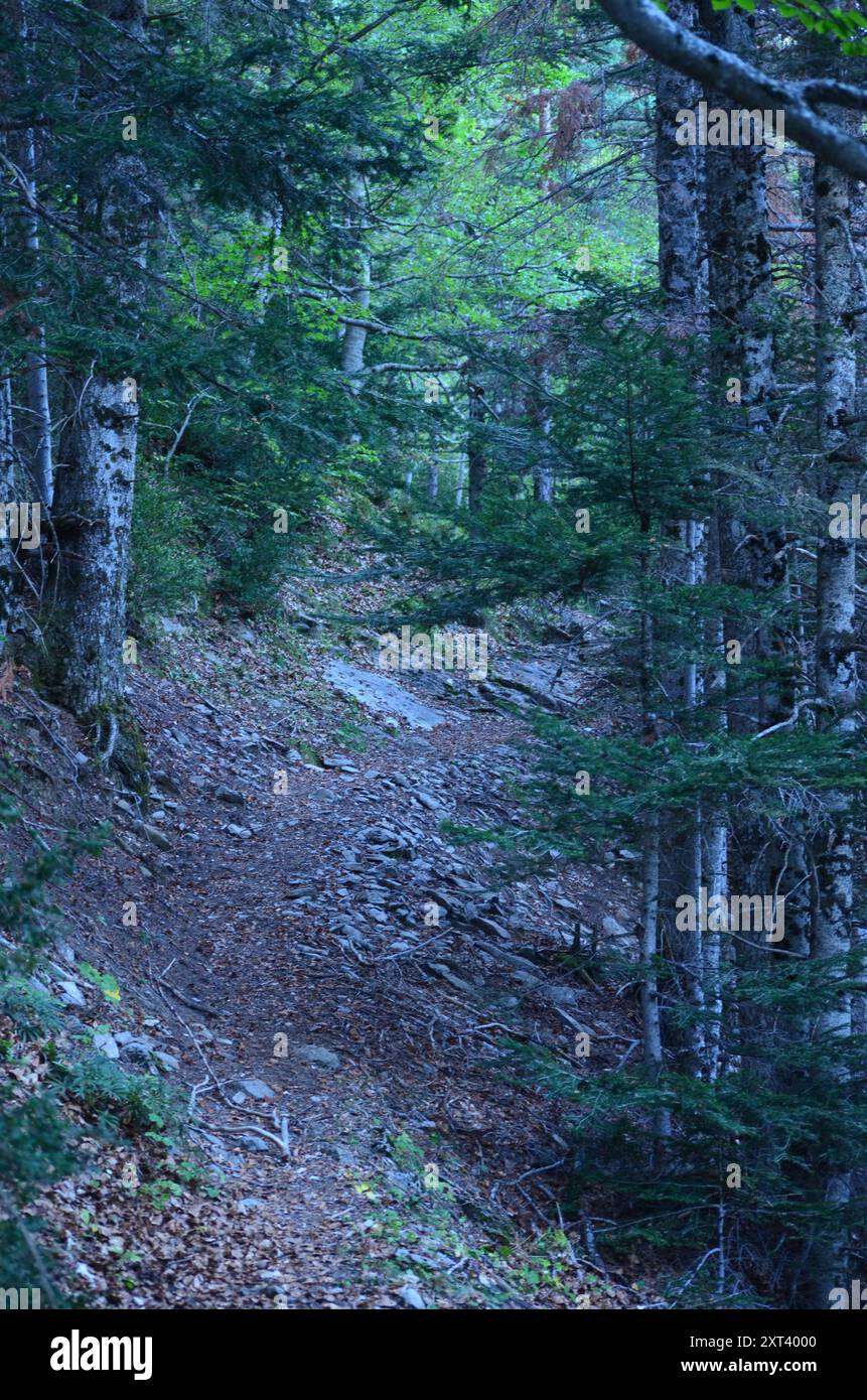 La Selva de Oza, un'estesa foresta mista di faggi e abeti nei Pirenei centrali spagnoli Foto Stock