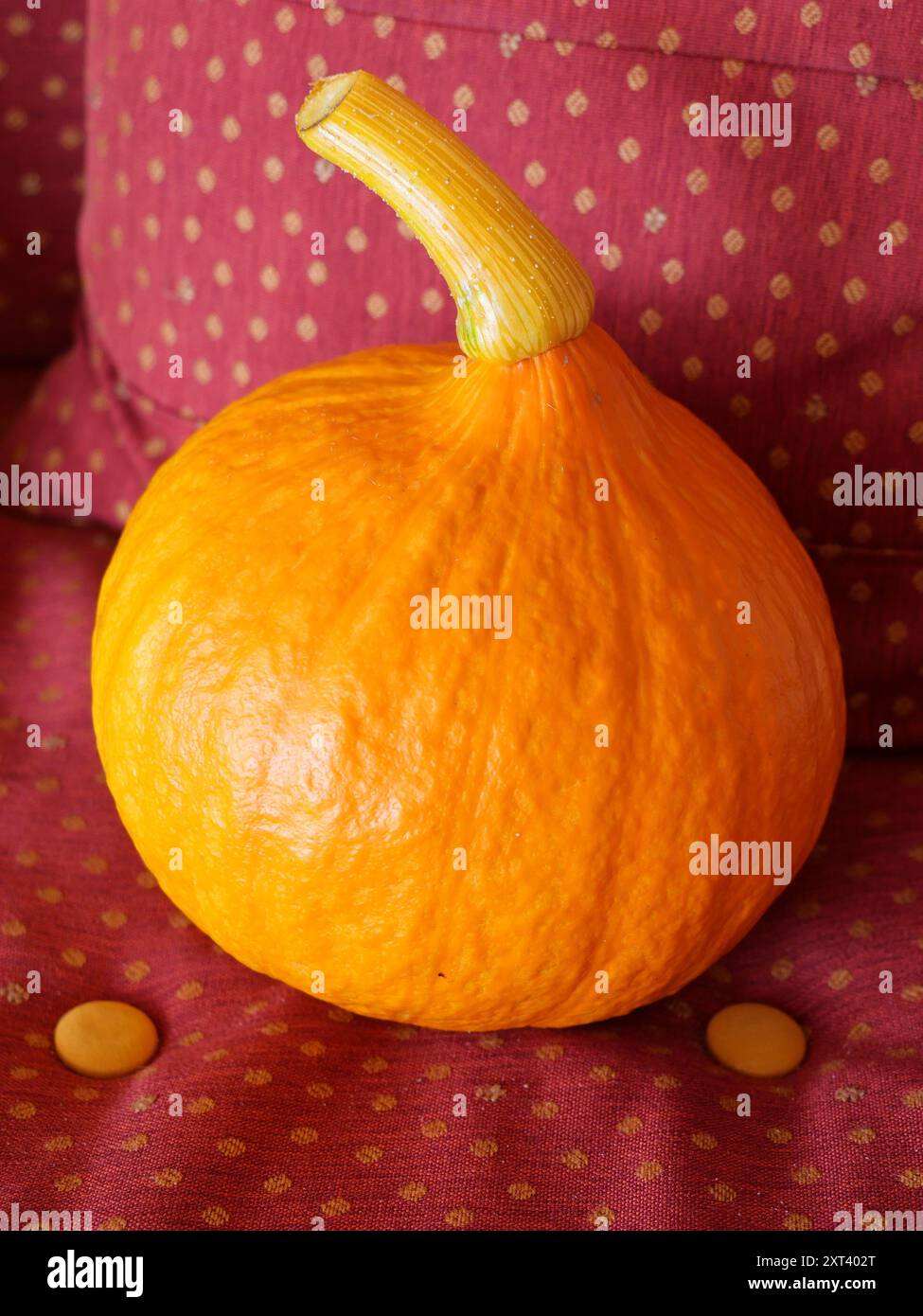 Una sola zucca gialla su un divano rosso con puntini gialli, una natura morta estiva. Perfetto per inviti, saluti o come opera d'arte. Foto Stock