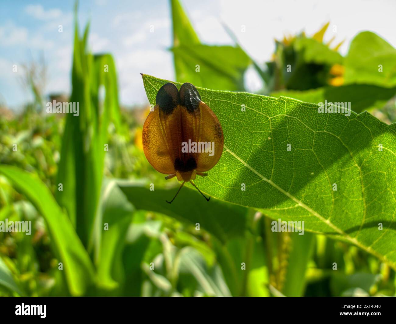 Scarabeo alato a rete, Lycus trabeatus, nel Bush del Sud africa Foto Stock