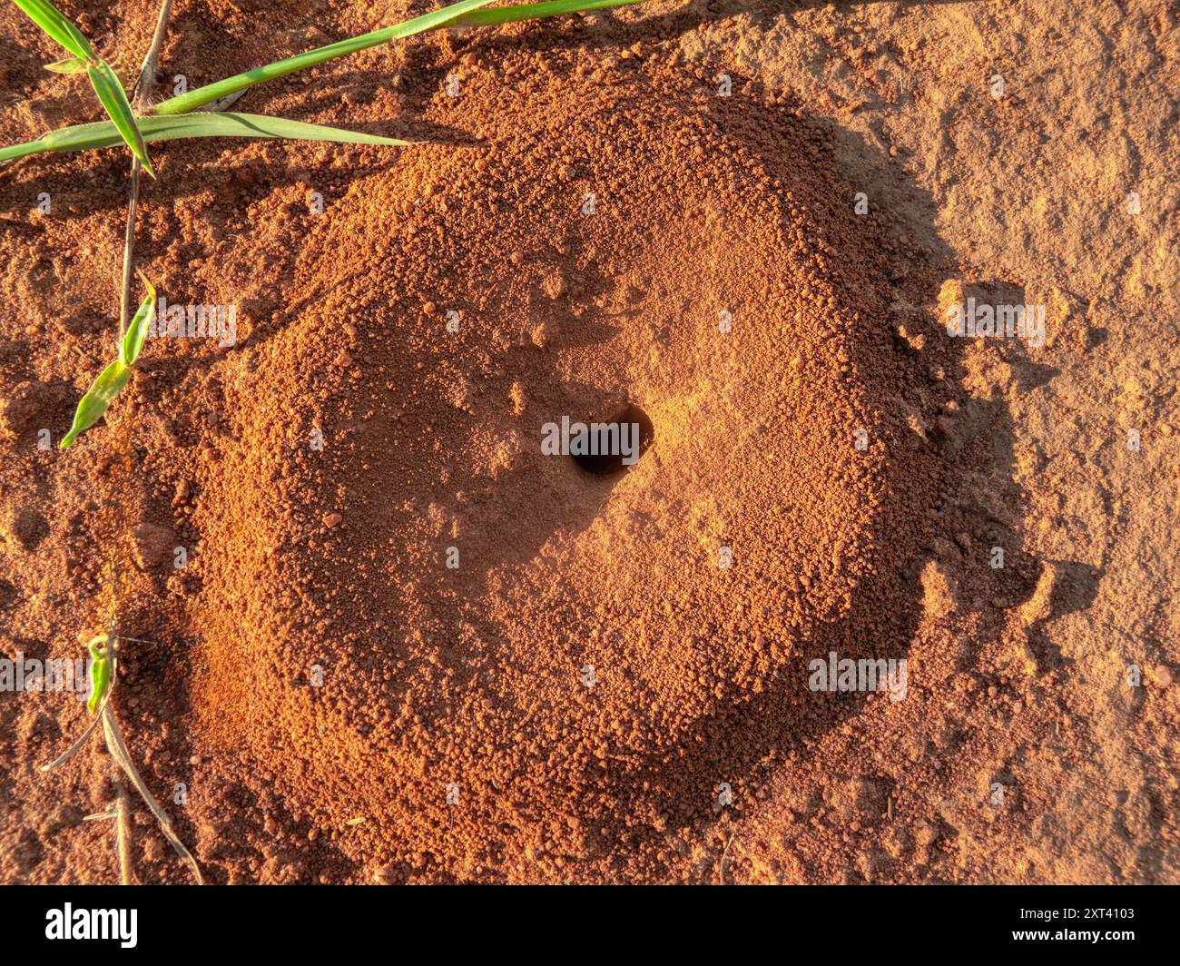 le formiche nidificano nella buca con vista dall'alto nel terreno di sabbia rossa africa Foto Stock