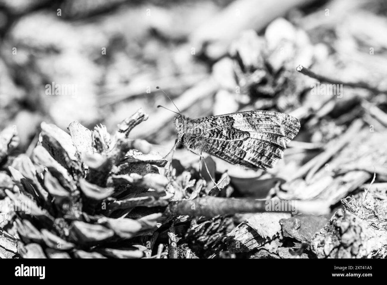 Grayling (Hipparchia semele) riposa a terra a Chobham Common, Surrey Foto Stock