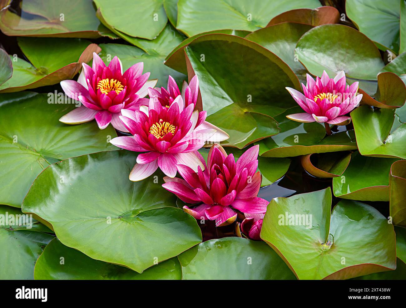 Fotografie di fondo di Nymphaea; ninfee; giardino; fiori; stagno; fioritura; floreale; pianta; brillante; estate; natura; fioritura; giardinaggio; fioritura; Foto Stock