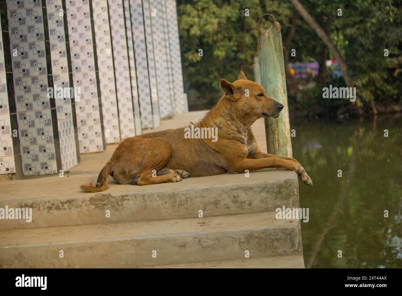 Foto ravvicinata di un cane da strada bianco marrone, carino cane a Cumilla Bangladesh. Foto Stock