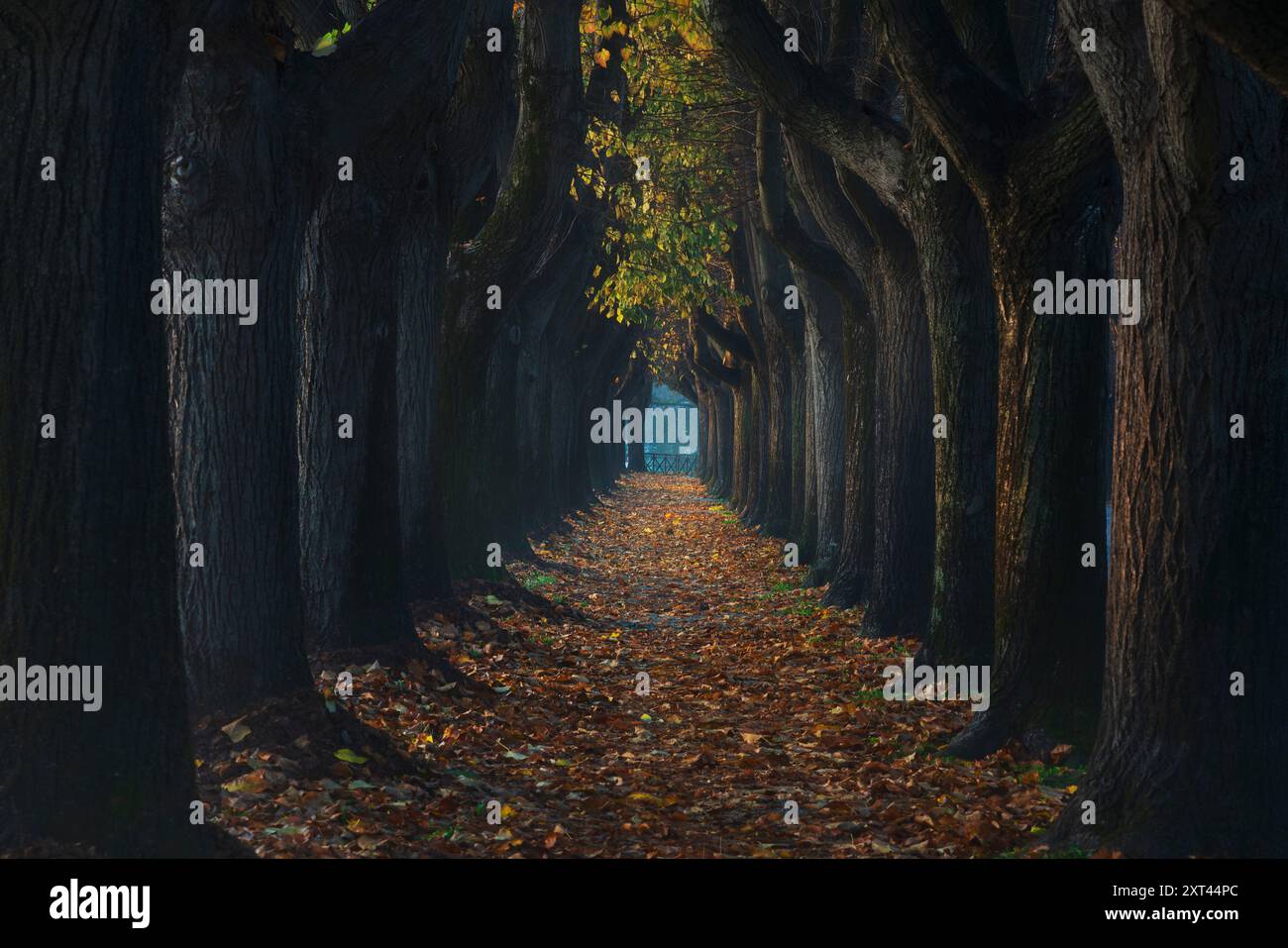 Città di Lucca, fogliame autunnale nel passaggio pedonale del tunnel degli alberi in una mattinata nebbiosa. Regione Toscana, Italia. Foto Stock