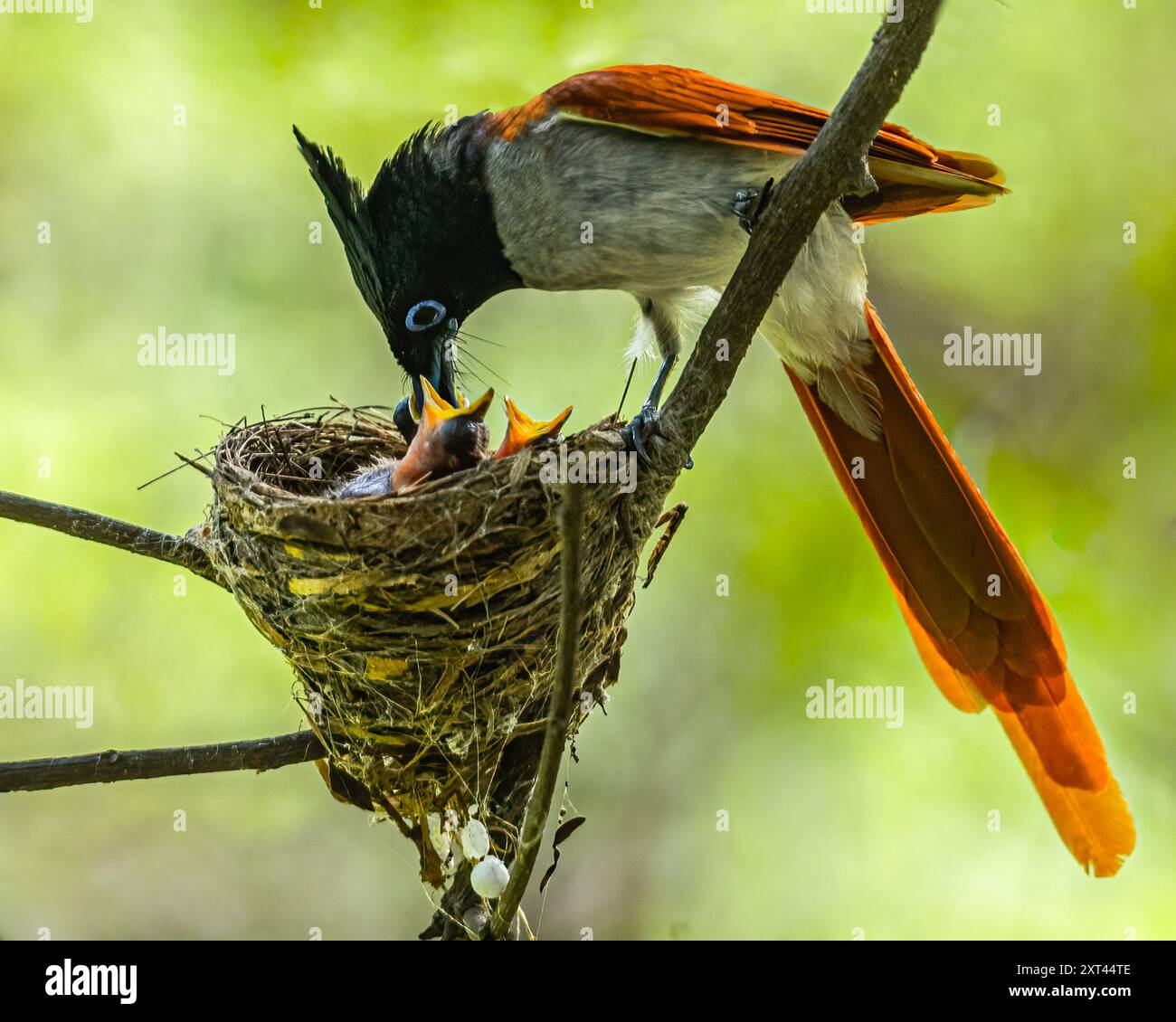 Un paradiso indiano che dà da mangiare ai giovani Foto Stock