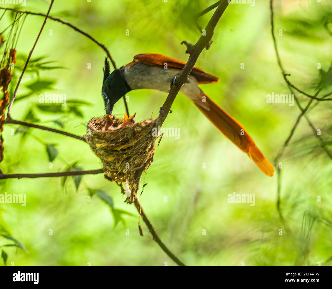 Un Flycatcher indiano che serve il suo giovanile Foto Stock