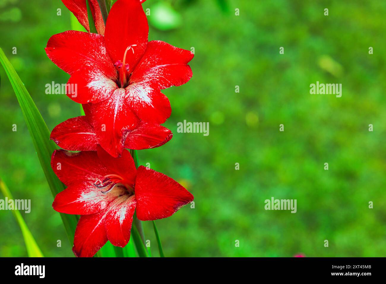 Vista macro dei fiori rossi di gladiolo con accenti bianchi che sbocciano in giardino nelle soleggiate giornate estive. Foto Stock