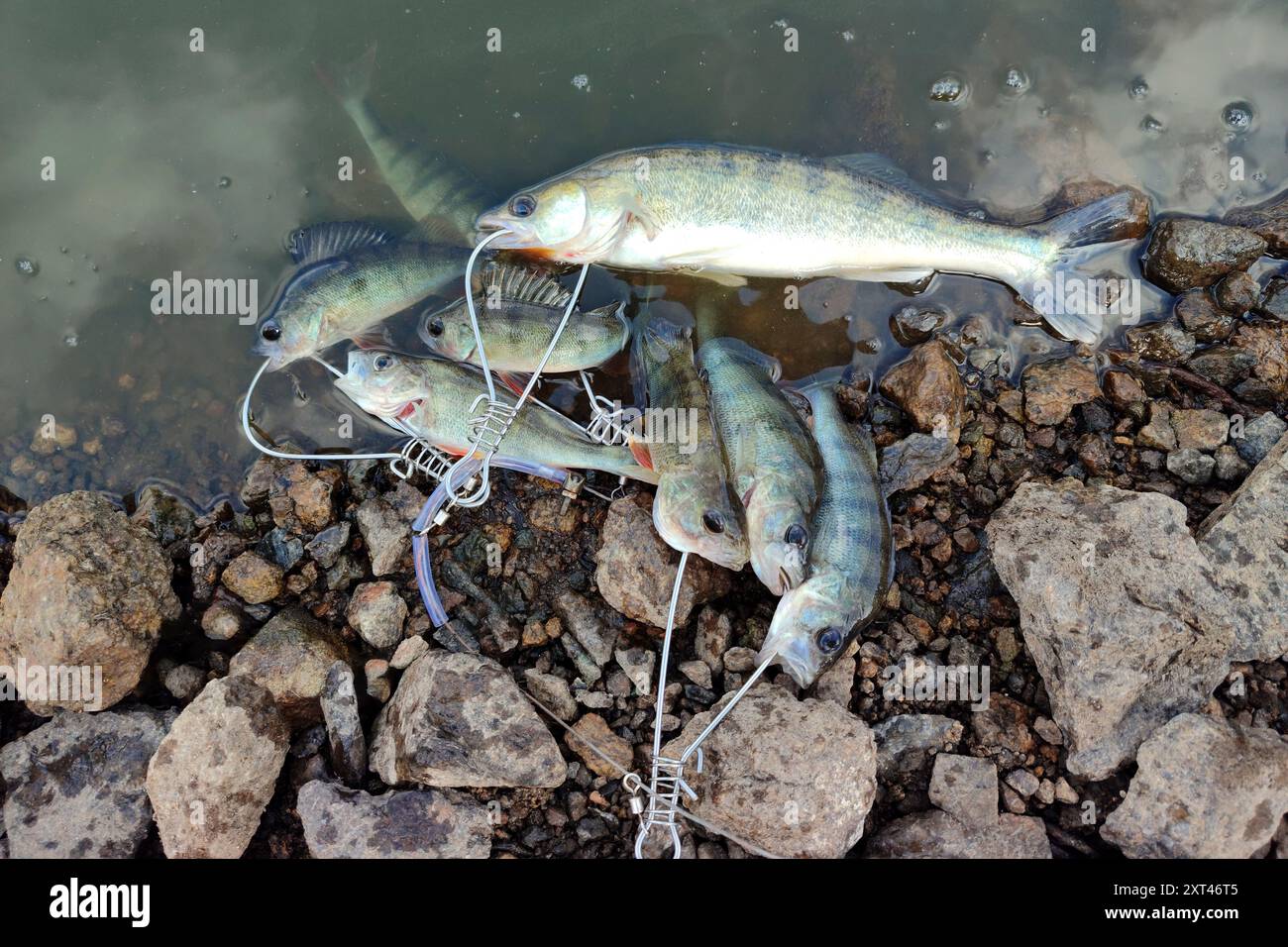 I pesci predatori si trovano sulla riva del fiume, fissati al cavo di kukan con moschettoni metallici. Pesce catturato da un pescatore durante la filatura. Foto Stock