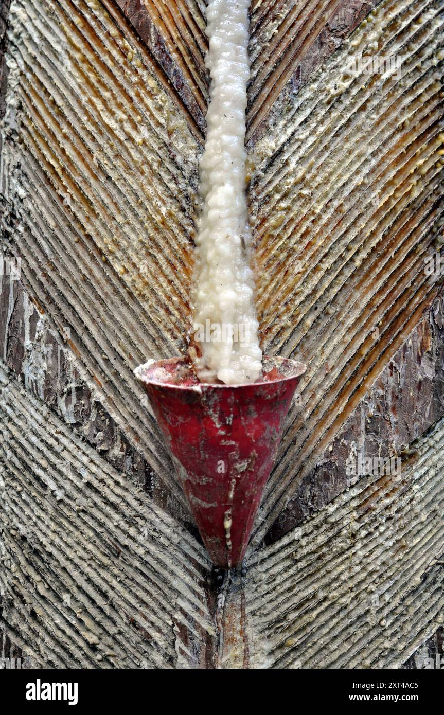 Raccolta industriale di resina di pino. Un cono per la raccolta della resina. Foto Stock