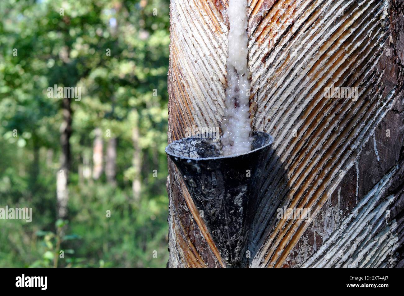 Tronchi di pino con tacche e contenitori per la raccolta della resina. Foto Stock