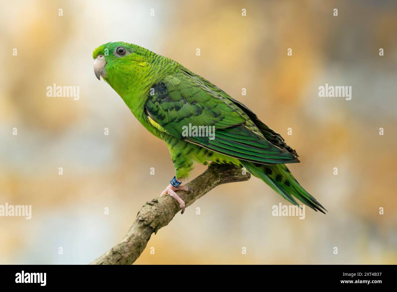 Parrocchetto barrato, Bolborhynchus lineola Foto Stock