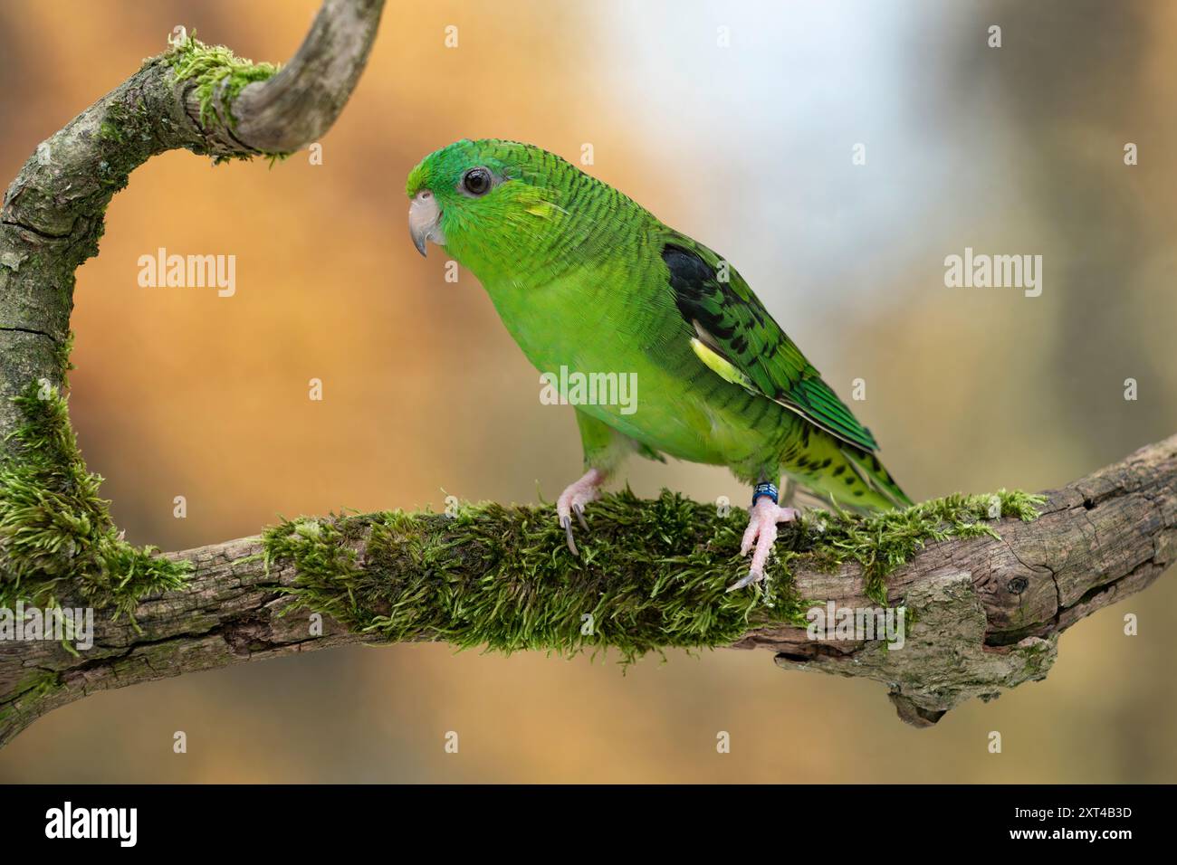 Parrocchetto barrato, Bolborhynchus lineola Foto Stock