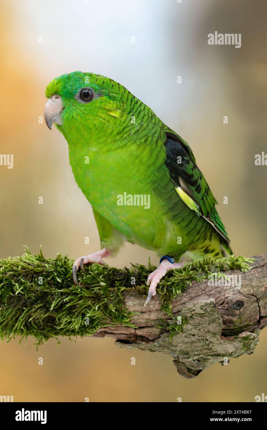 Parrocchetto barrato, Bolborhynchus lineola Foto Stock