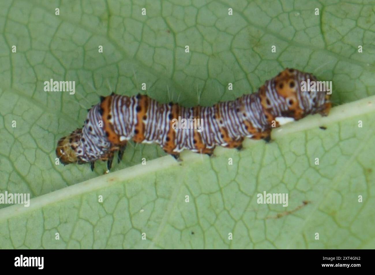 Forester Moth (Alypia octomaculata) Insecta con otto macchie Foto Stock