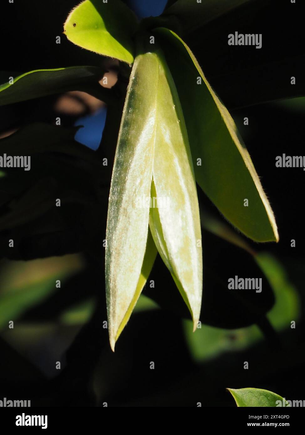 Burro di frutta (Diospyros blancoi) Plantae Foto Stock