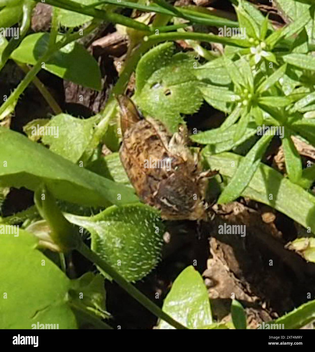 Bumble Flower Beetle (Euforia inda) Insecta Foto Stock