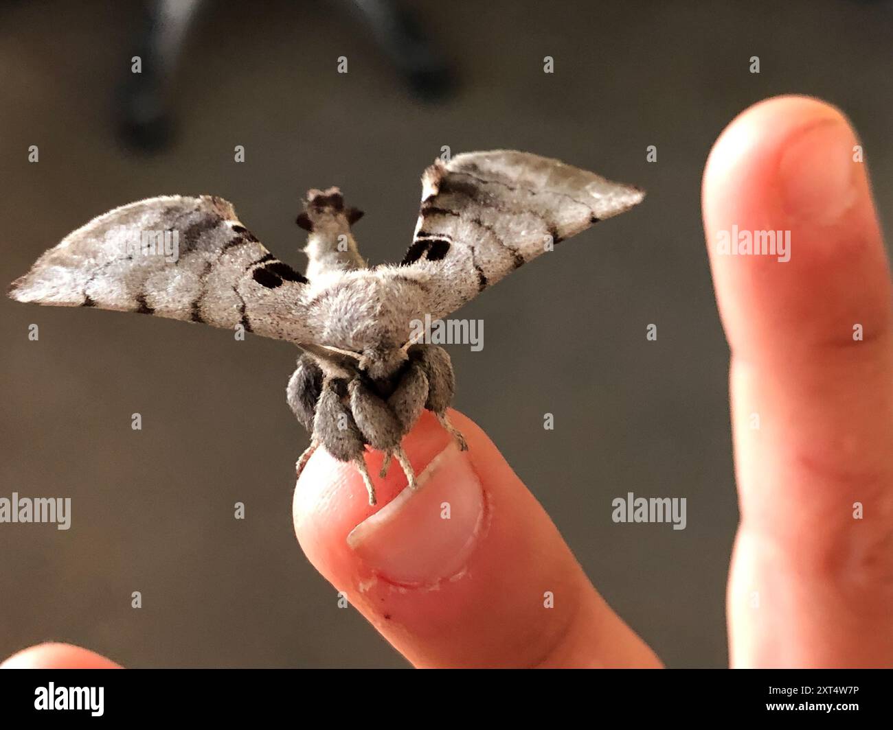 Apatelodes Moth (Apatelodes torrefacta) Insecta Foto Stock