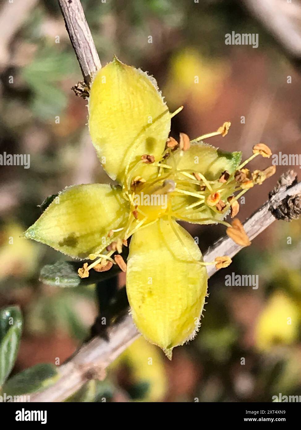 Blackbrush (Coleogyne ramosissima) Plantae Foto Stock