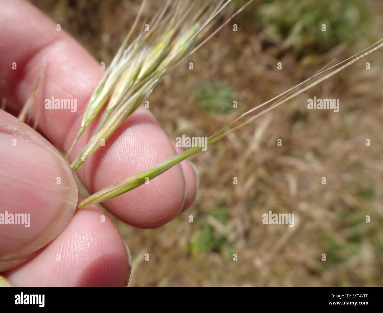 Dune Fescue (Festuca fasciculata) Plantae Foto Stock