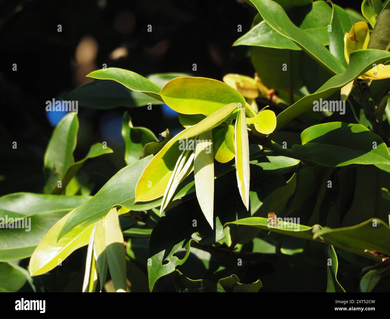 Burro di frutta (Diospyros blancoi) Plantae Foto Stock
