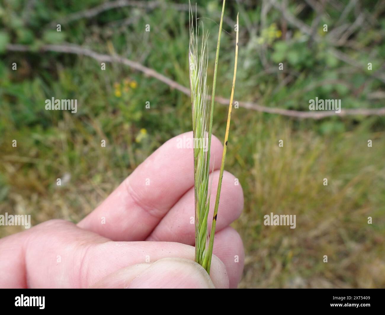 Dune Fescue (Festuca fasciculata) Plantae Foto Stock