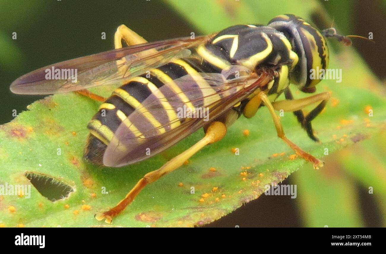 Eastern Hornet Fly (Spilomyia longicornis) Insecta Foto Stock
