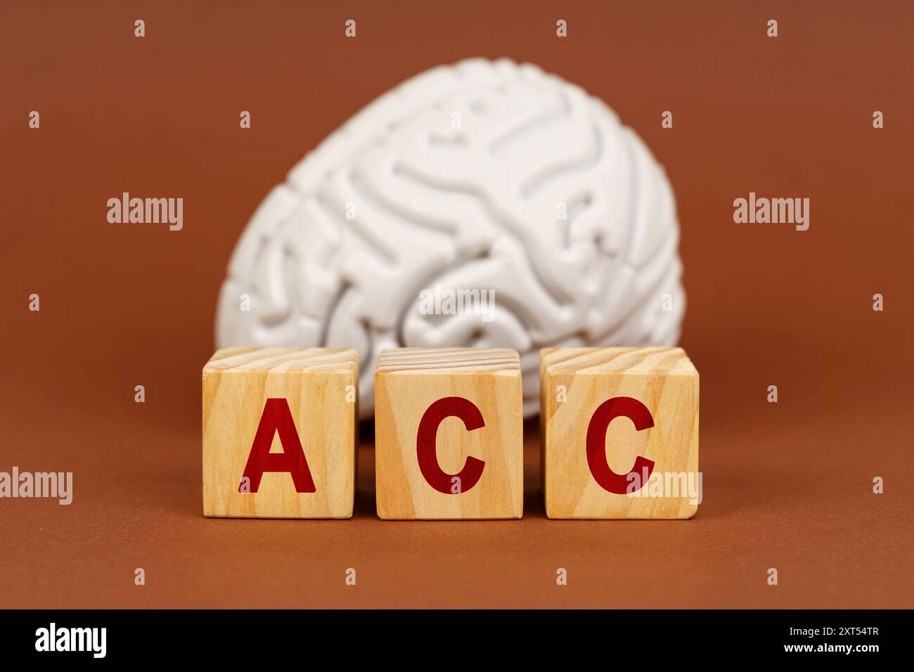 Una rappresentazione concettuale che mostra la corteccia cingolata anteriore accanto a blocchi di legno che descrivono l'ACC su un caldo sfondo marrone. Foto Stock