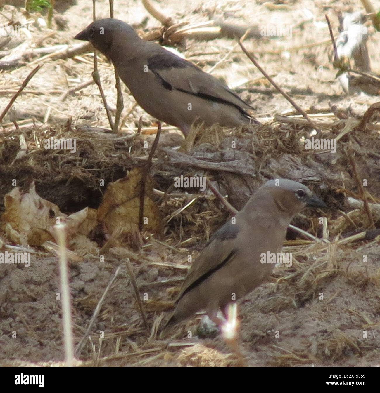 Aves (Pseudonigrita arnaudi), tessitore sociale con tappo grigio Foto Stock