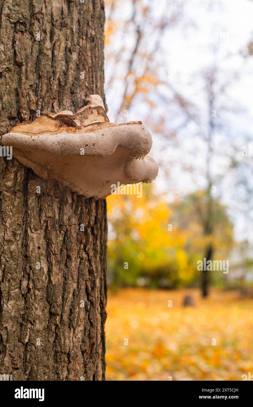 Tinder cresce su un albero. verticale Foto Stock
