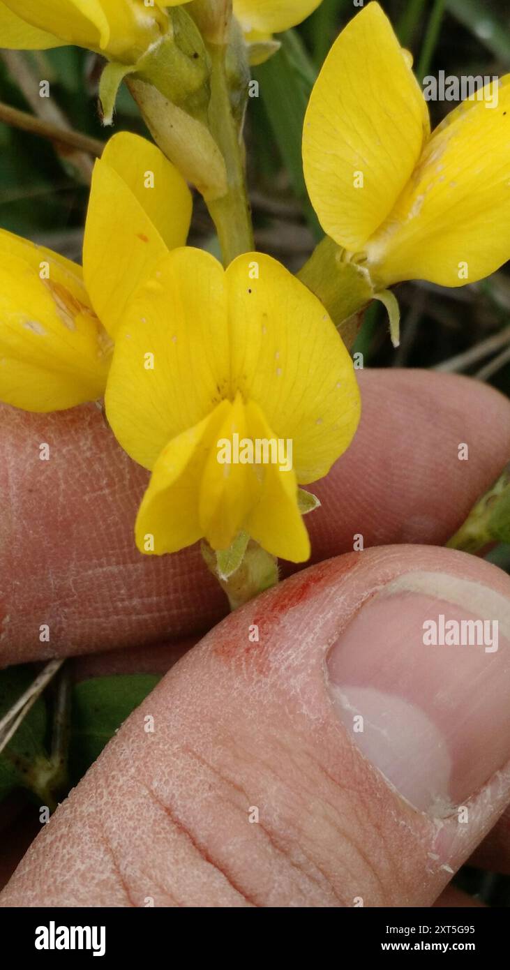 Plantae di fagioli d'oro (Thermopsis rhombifolia) Foto Stock