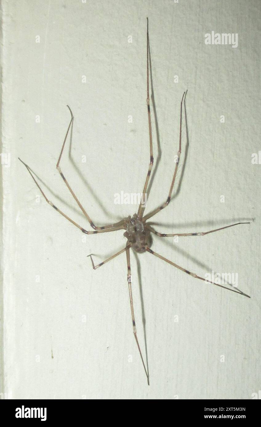 Ragno gigante Papà-gambe lunghe (Artema atlanta) Arachnida Foto Stock