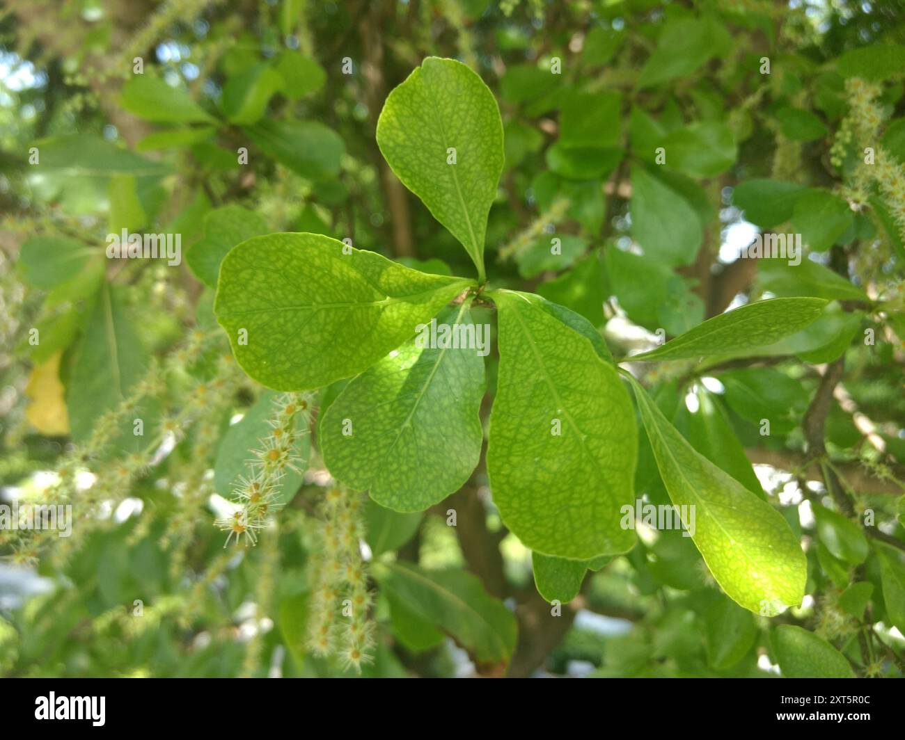 Mandorla del Madagascar (Terminalia mantaly) Plantae Foto Stock