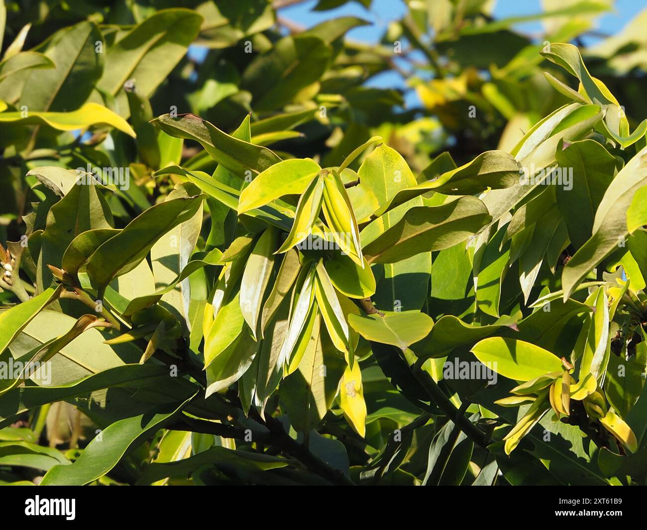 Burro di frutta (Diospyros blancoi) Plantae Foto Stock