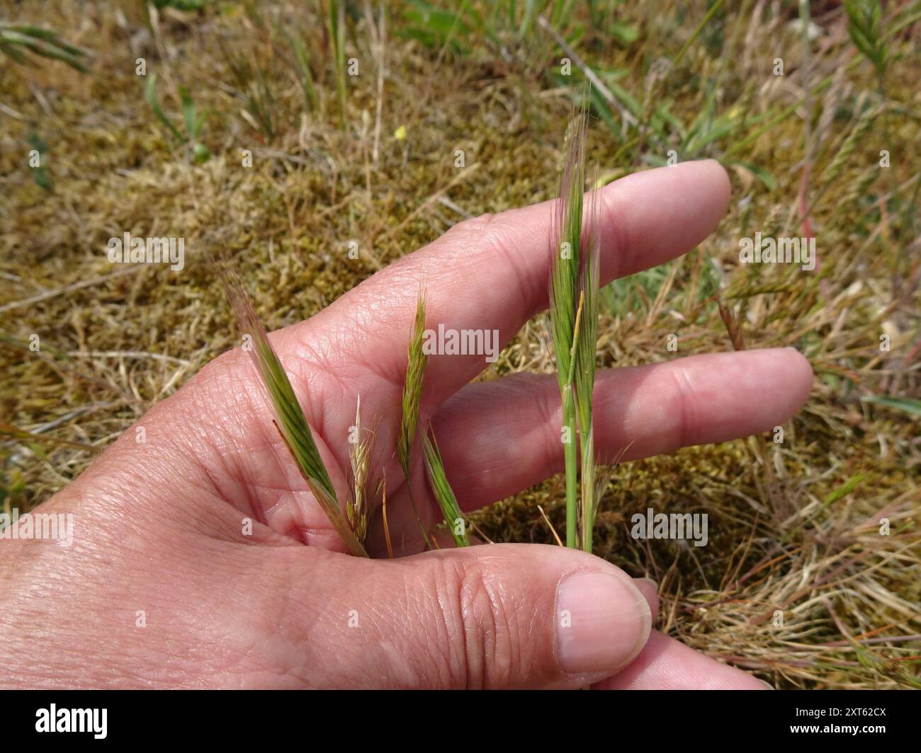 Dune Fescue (Festuca fasciculata) Plantae Foto Stock