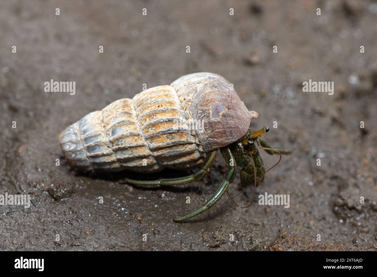 Un simpatico granchio eremita che abita la conchiglia di un cucciolo in salita tra le mangrovie lungo un estuario Foto Stock