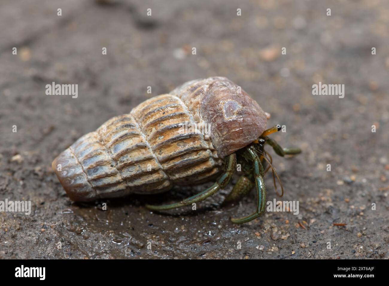 Un simpatico granchio eremita che abita la conchiglia di un cucciolo in salita tra le mangrovie lungo un estuario Foto Stock