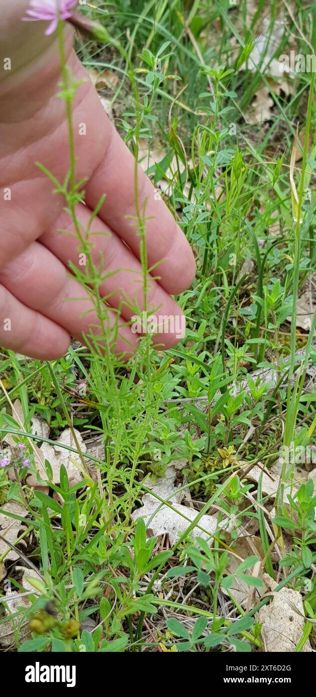 Creeper barbuto (Crupina vulgaris) Plantae Foto Stock