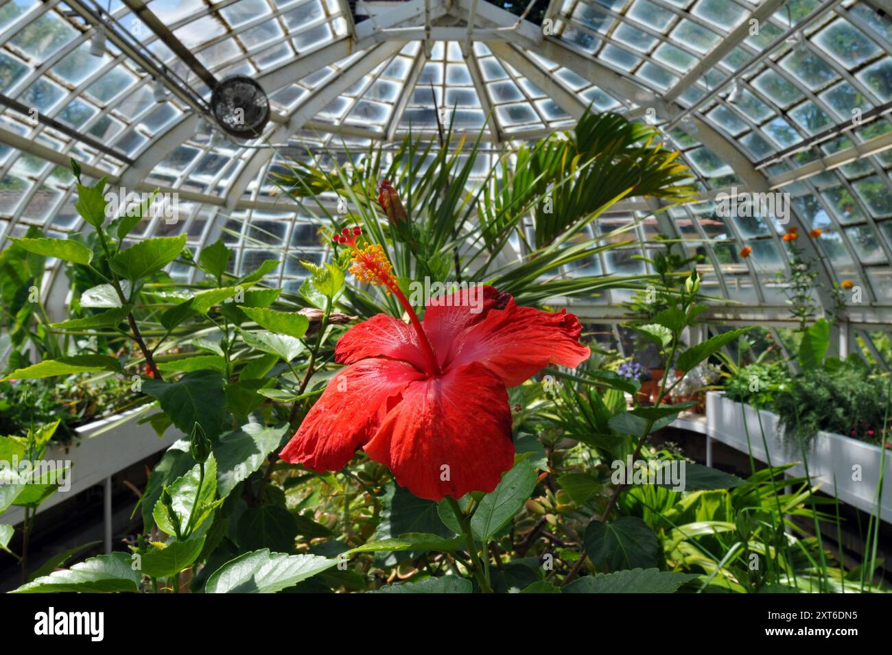 Un fiore fiorisce all'interno della serra ricostruita al Frick Pittsburgh, parte dell'ex tenuta della famiglia Frick, ora aperta al pubblico. Foto Stock