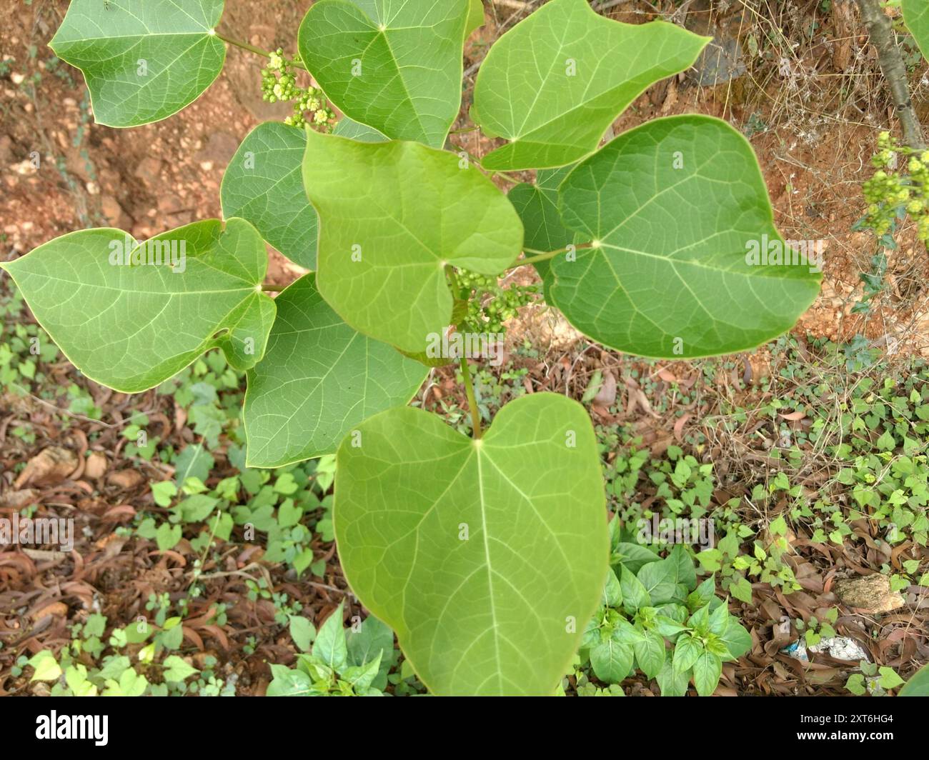 Barbados Nut (Jatropha curcas) Plantae Foto Stock