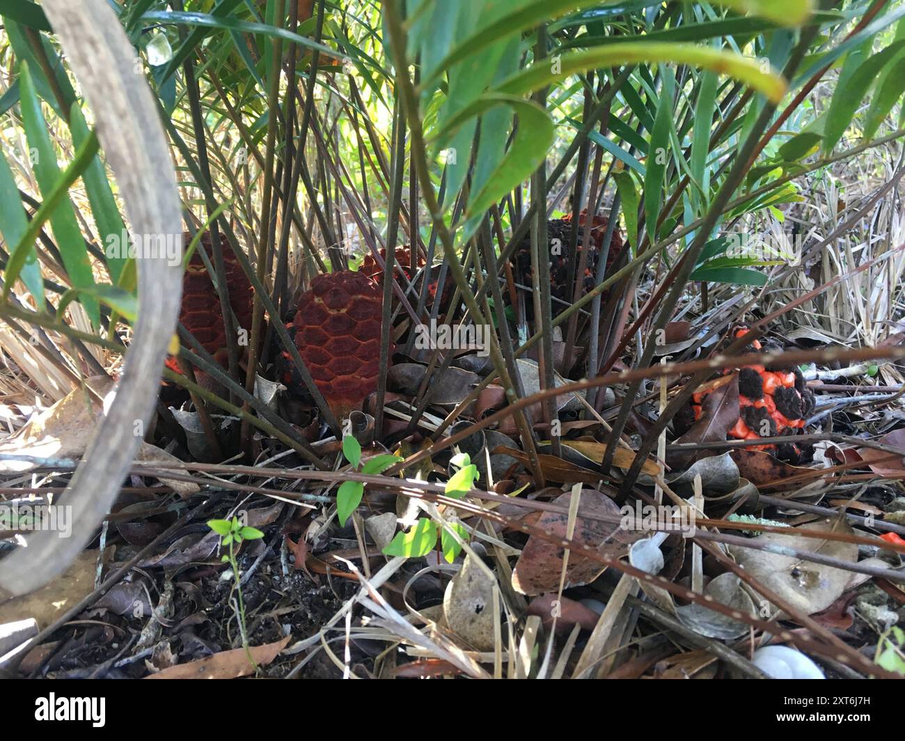 Coontie (Zamia integrifolia) Plantae Foto Stock