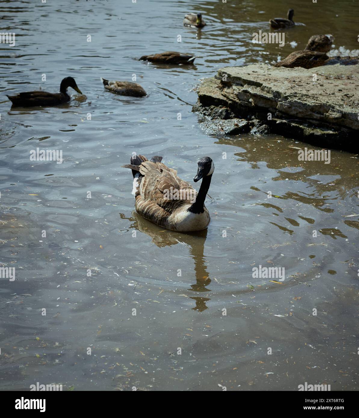 Oca canadese che scivola lungo l'acqua con alcune anatre sullo sfondo. Foto Stock