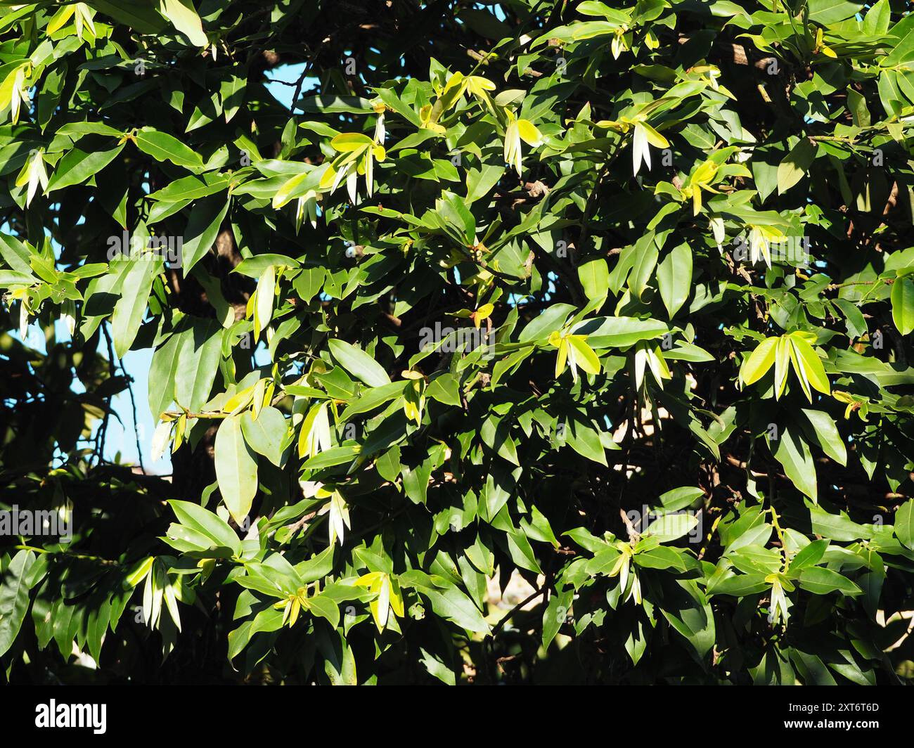 Burro di frutta (Diospyros blancoi) Plantae Foto Stock